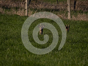 Zwei freilebende Rehe