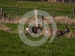 Zwei freilebende Rehe