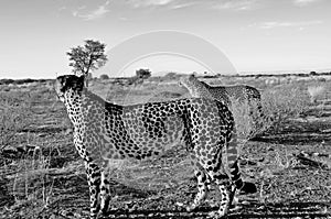 Zwei Geparde in der namibischen Kalahari. Two jeethas in the namibian Kalahari