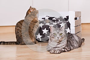 Two cats in a living room