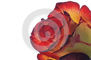 Zweifaerbige Rose - two colored rose photo