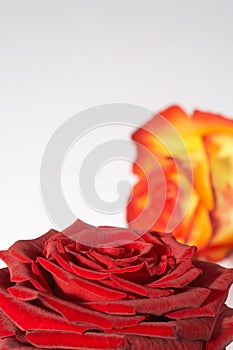 Zweifarbige Rose - two colored rose photo