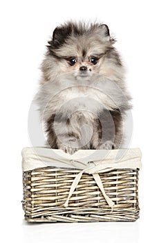Zwerg Spitz in basket on a white background photo