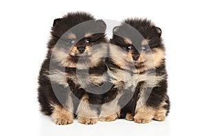 Zwerg Spitz puppies on white background photo