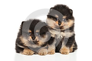 Zwerg Spitz puppies on white background