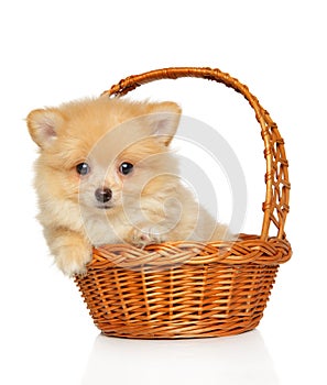 Zwerg Spitz puppy in basket photo
