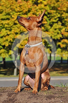 Zwergpinscher in the Autumn