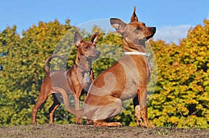 Zwergpinscher in the Autumn