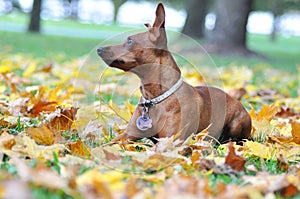 Zwergpinscher in the Autumn