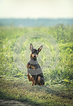 Zwergpinscher sits on the lawn