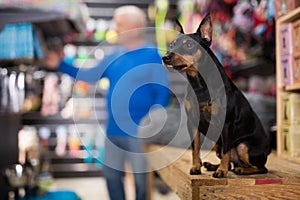 Zwergpinscher waiting in pet shop