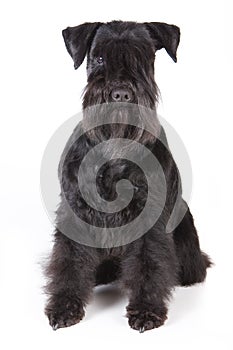 Zwergschnauzer