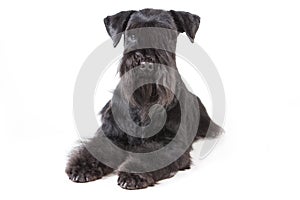 Zwergschnauzer