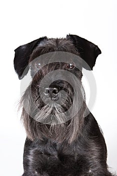 Zwergschnauzer