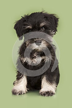 Zwergschnauzer puppy