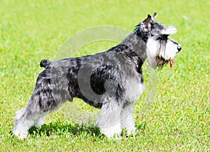 Zwergschnauzer dog