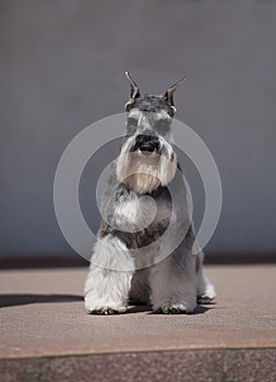 Zwergschnauzer dog