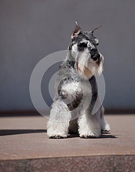 Zwergschnauzer dog