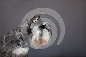 Zwergschnauzer dog