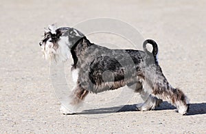 Zwergschnauzer dog