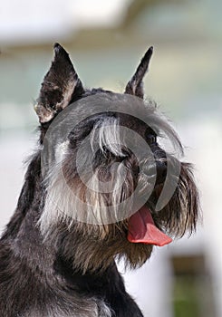 Zwergschnauzer portrait