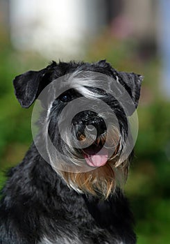 Zwergschnauzer portrait green background