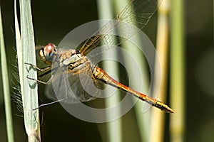 Zwervende heidelibel, Red-veined Darter, Sympetrum fonscolombii