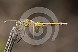 Zwervende heidelibel, Red-veined Darter, Sympetrum fonscolombii