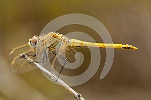 Zwervende heidelibel, Red-veined Darter, Sympetrum fonscolombii