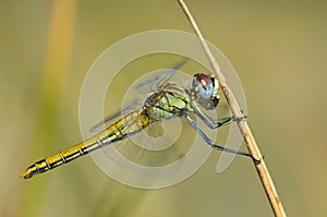 Zwervende heidelibel, Red-veined Darter, Sympetrum fonscolombii