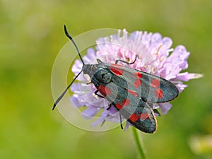 Zygaena