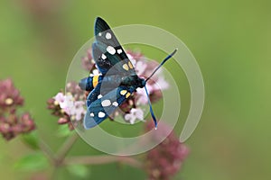Zygaena ephialtes
