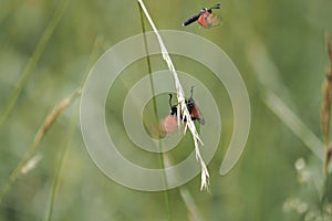 Zygaena fausta is a member of the family Zygaenidae, the day-flying burnet moths