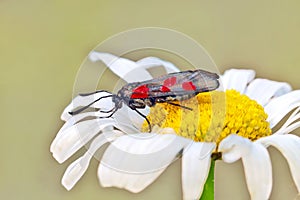 Zygaena filipendulae burnet moth sits on a daisy flower. Meadowsweet motley.