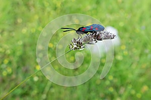 Zygaena filipendulae,European diurnal butterfly