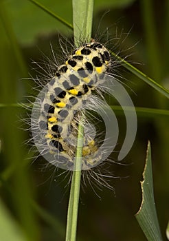 Zygaena lonicerae