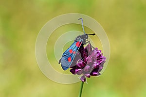 Zygaena lonicerae, the narrow-bordered five-spot burnet moth , Moths of iran