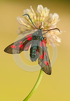 Zygaena lonicerae