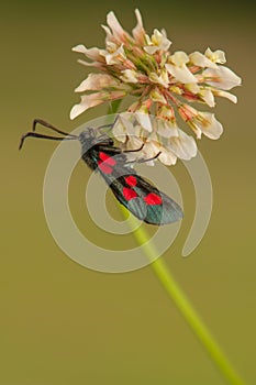 Zygaena lonicerae
