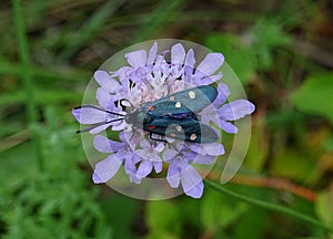 Zygaena moth. Spain. photo
