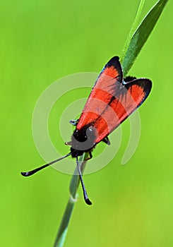Zygaena pseudorubicundus , burnet moth
