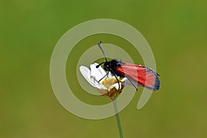 Zygaena pseudorubicundus , burnet moth on flower