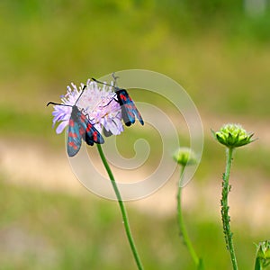 Zygaena romeo on a flower