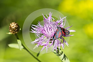 Zygaena