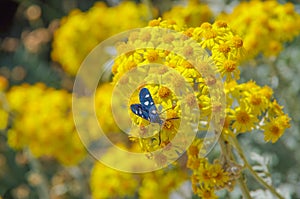 Zygaenidae on immortelle in the garden in summer