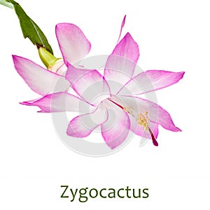 Zygocactus