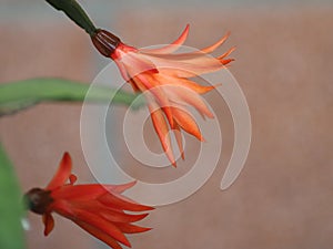 Zygocactus Schlumbergera truncata plant red flower