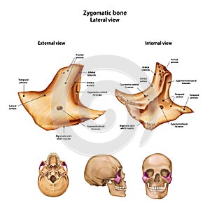 Zygomatic bone. With the name and description of all sites