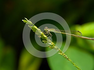 Zygoptera