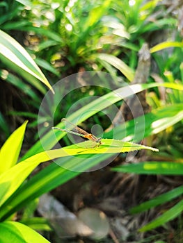 Zygoptera animal photos